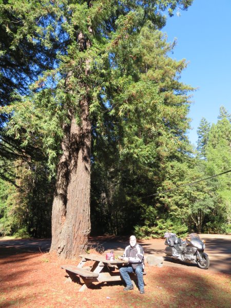 Morning smoko under a Redwood